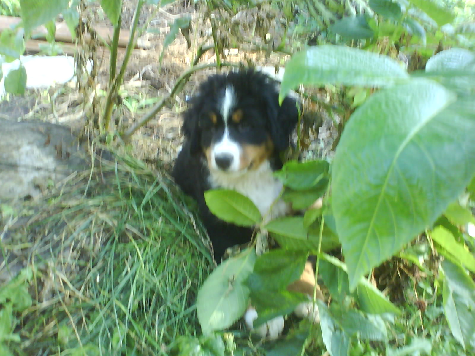 DSC00485.JPG